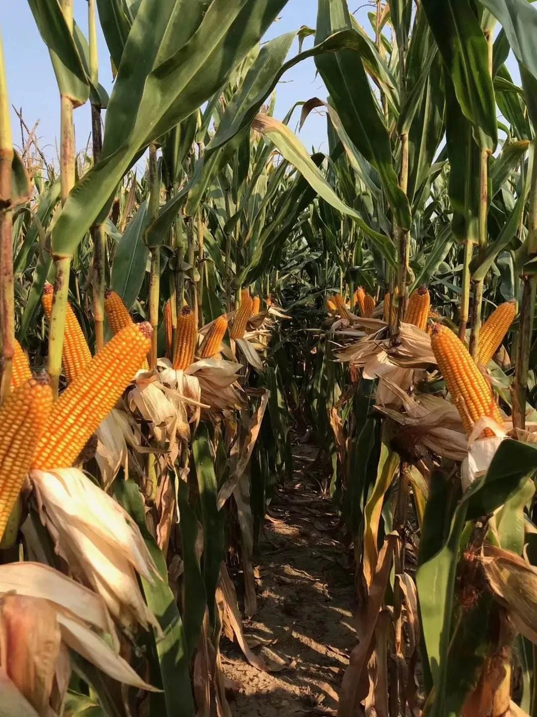 6省审1国审，抗锈抗青枯抗倒伏，高产优质广适，这个品种适合你吗