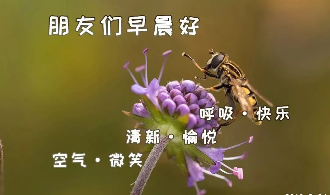 周三更新早上好表情包问候，精神好，心情好，事事顺心如意图片