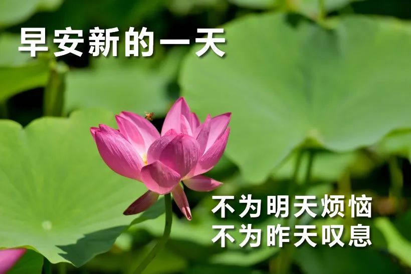 最新微信早安表情包，愿你生活美满，一生健康，心宽最富裕图片