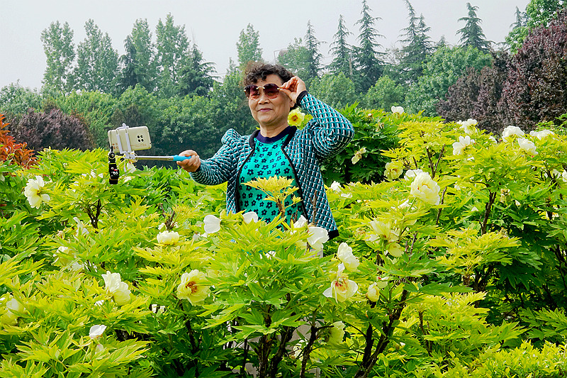 牡丹 未谢幕 芍药己盛开