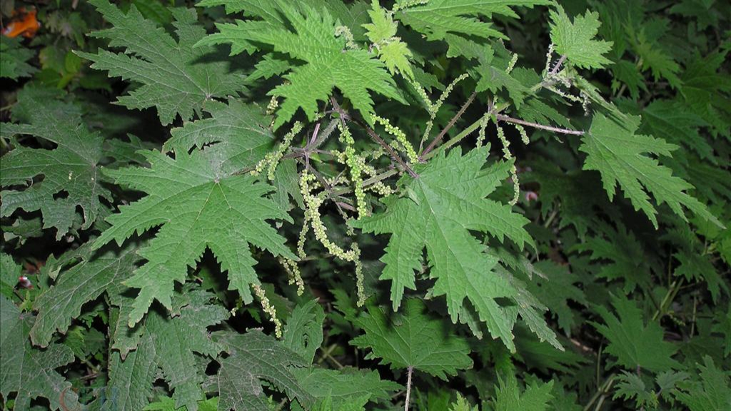 农村常见的荨麻有什么利用价值呢?