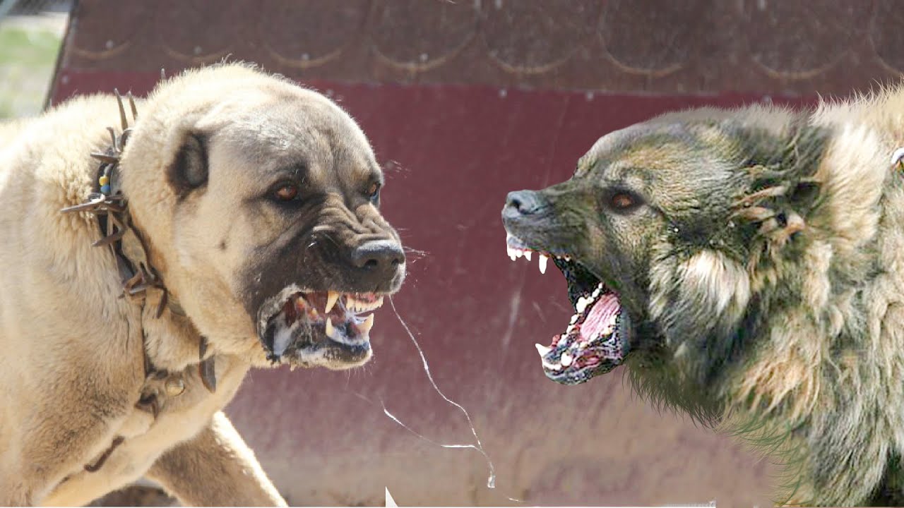 坎高犬vs高加索牧羊犬,谁才是大型猛犬的战力天花板?