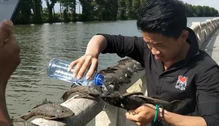 吃魚屎的魚,吃魚屎的魚哪種最好
