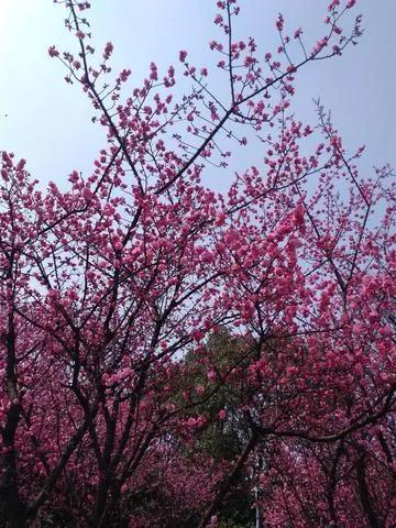 生命是一树一树的花开，蓬蓬勃勃，充满了无限的生机