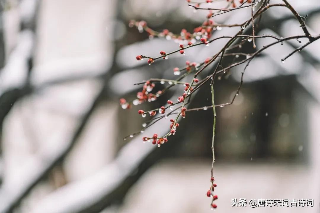 古诗词里的冬雨