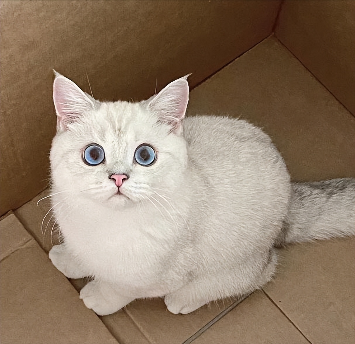 为什么这么多人养"银渐层"?网友:养了就知道"真香"