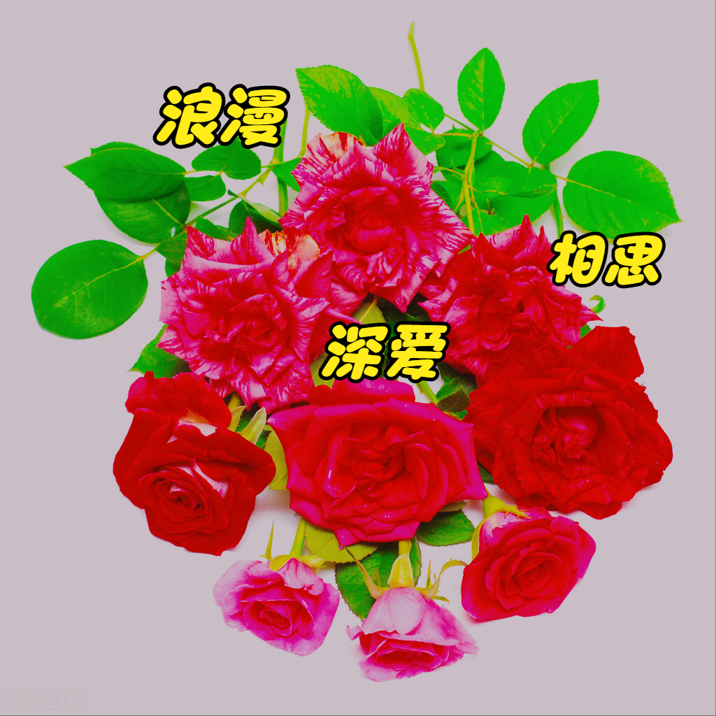 一花一世界，一瓣一深情，女人爱花如爱自己。