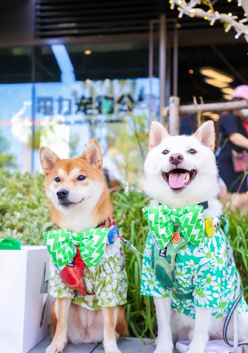 掏空年輕人錢包的寵物經濟，“大而全”與“小而美”并存