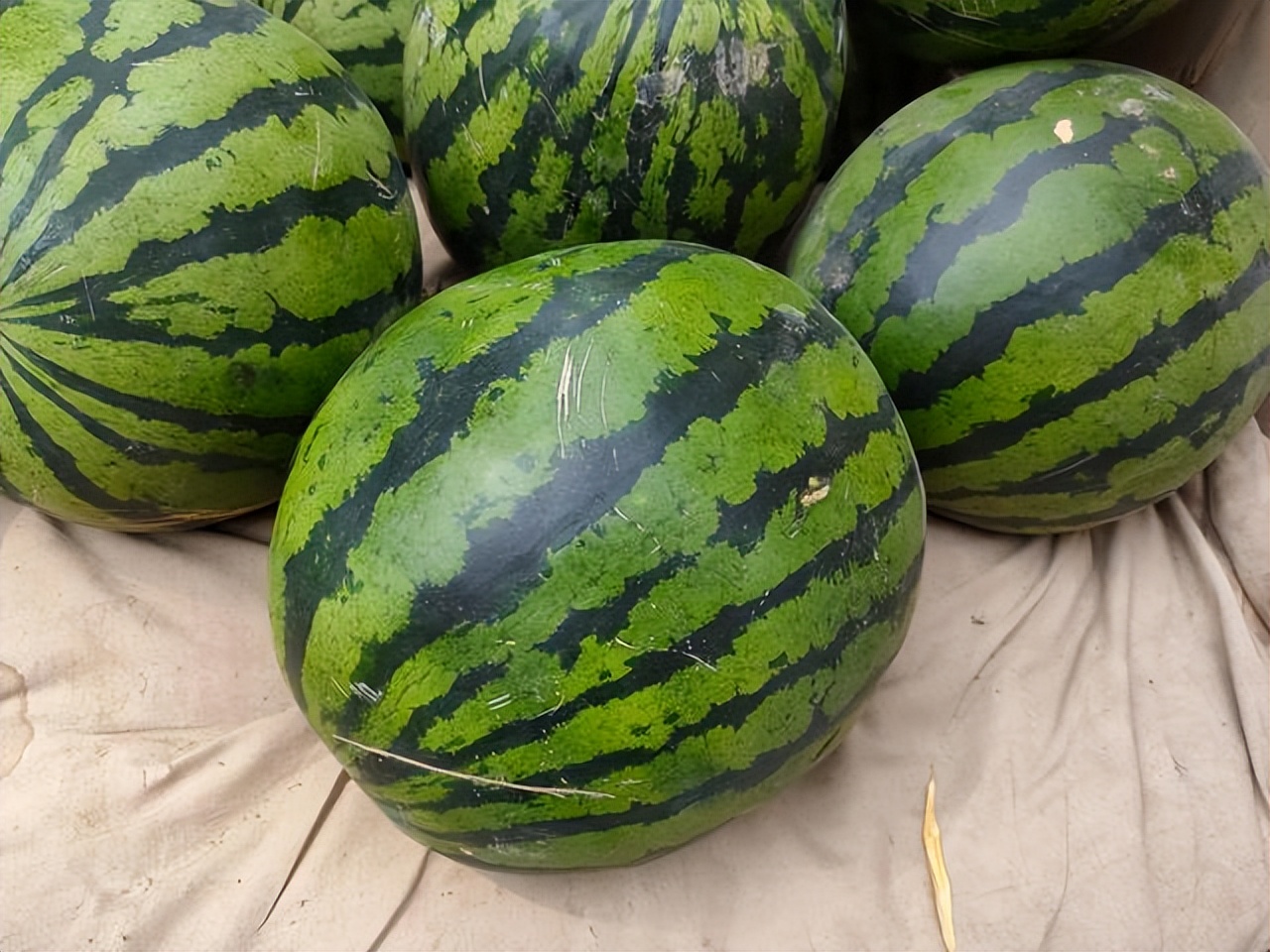 2017西瓜价格预测买西瓜