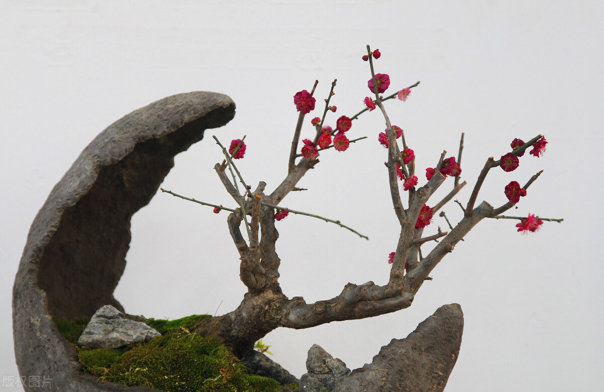 海棠——即赏果，又赏花