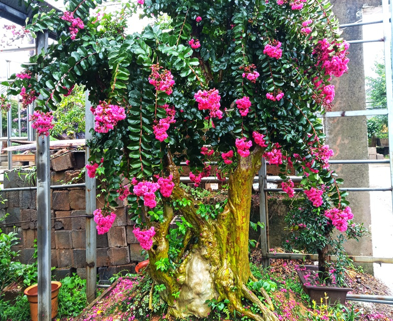 屋后种什么树有靠山（七种吉祥树屋后种一棵实用又旺家）