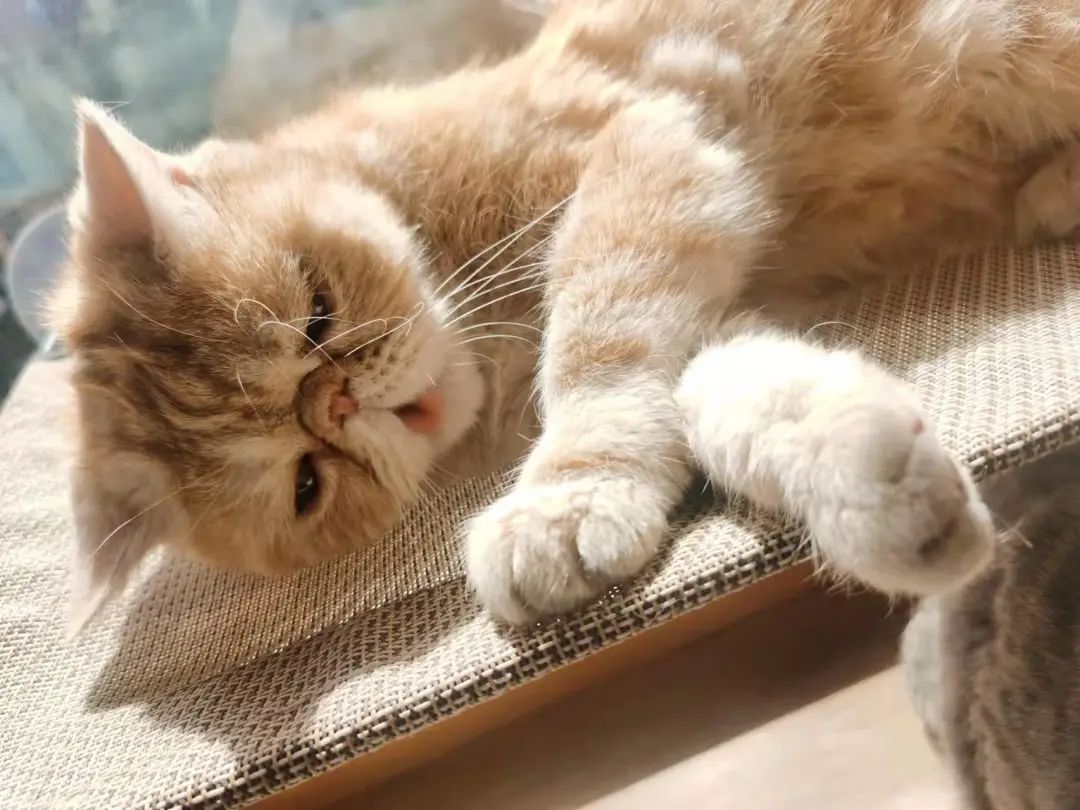 我可是拥有“三岁画老”天赋的小猫咪