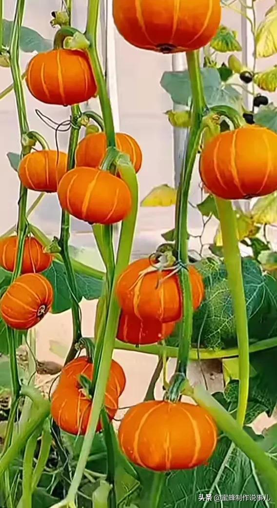 硕果累累,瓜果飘香,丰收的喜悦