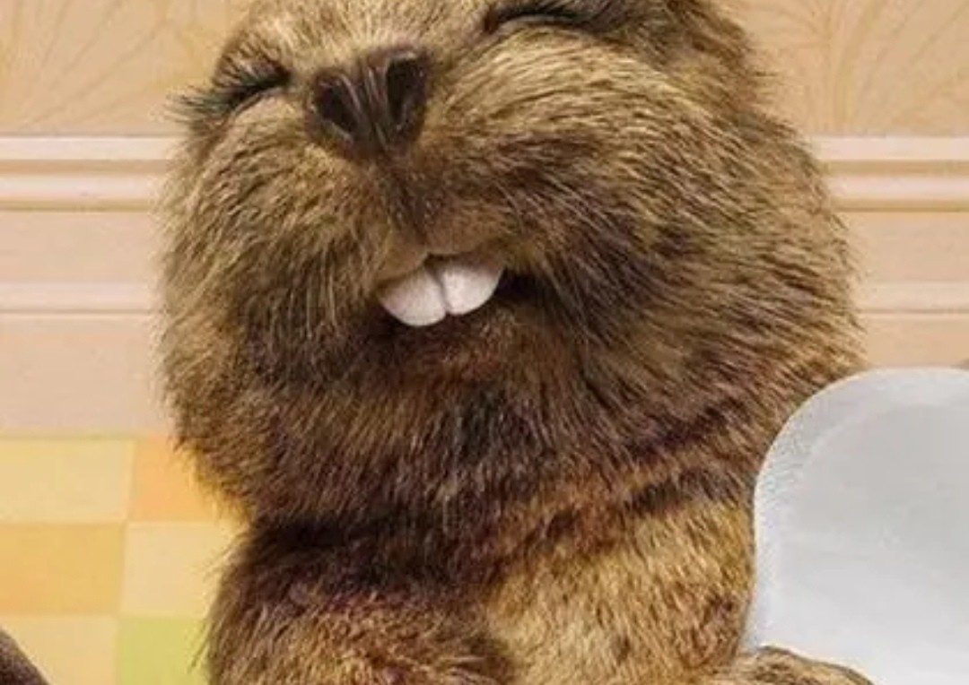 世界各国的国宝动物 世界各国国宝级动物 - 情书号