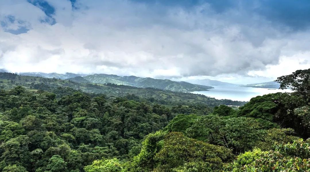 刚果热带雨林面积图片