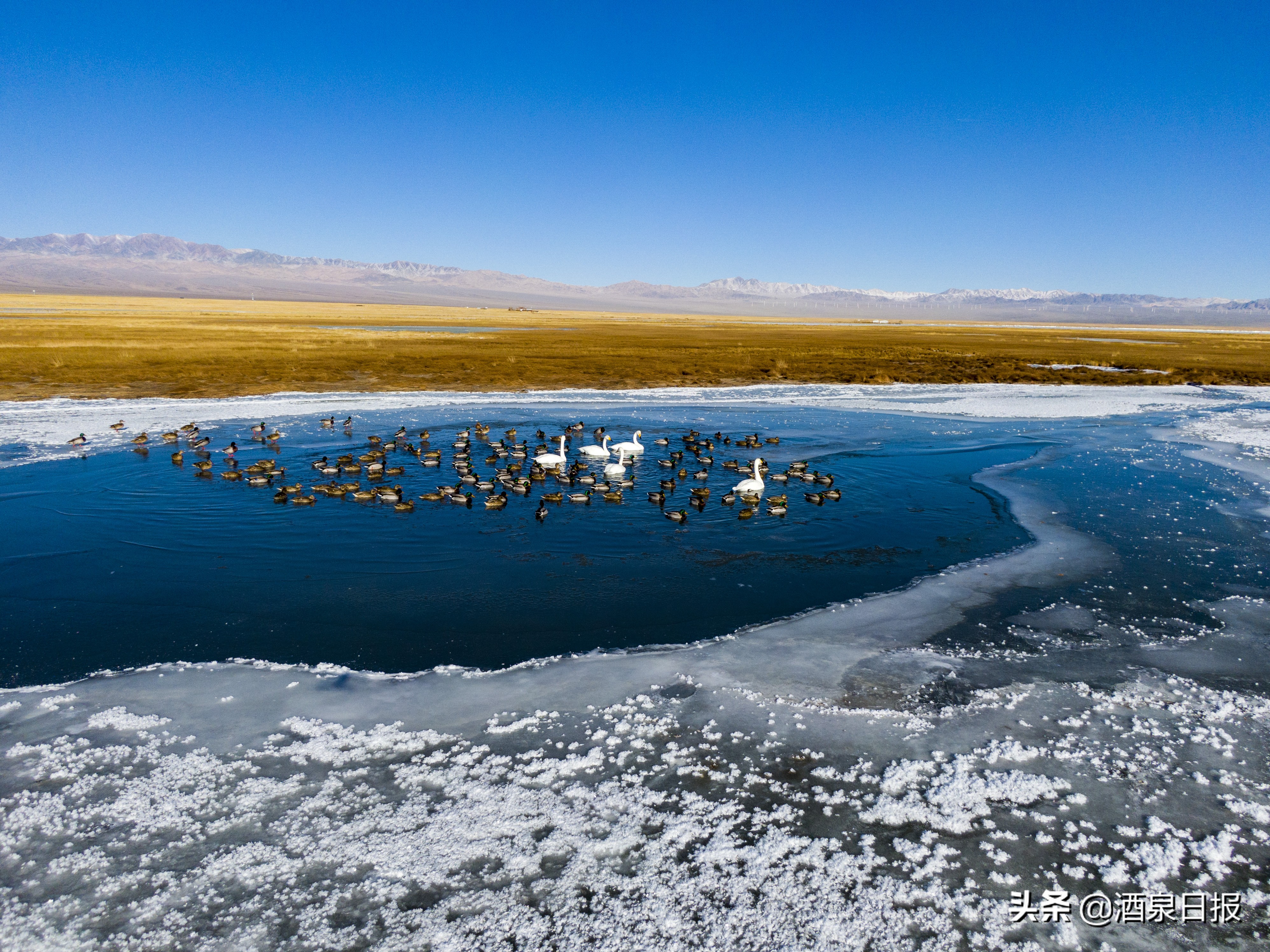 阿克塞冰封草原骏马驰骋鸟翔集