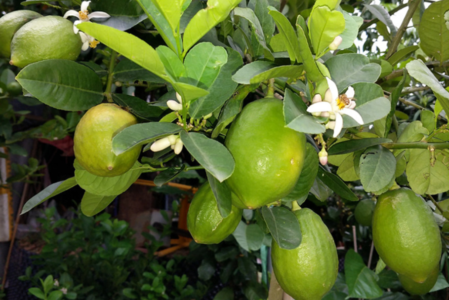 柠檬树开花后怎样保果（学会这3招正确种植柠檬果树）