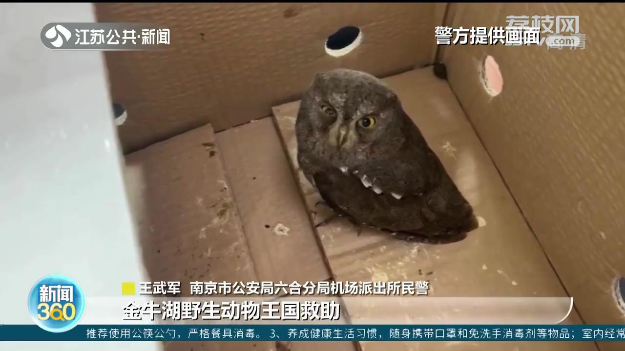 猫头鹰幼崽坠落军营 南京军警暖心齐救助