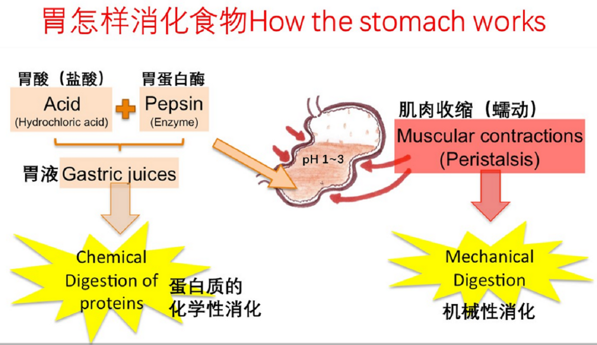 酸性越强腐蚀性就越强吗？胃酸PH2.5左右，为什么对人体没有伤害
