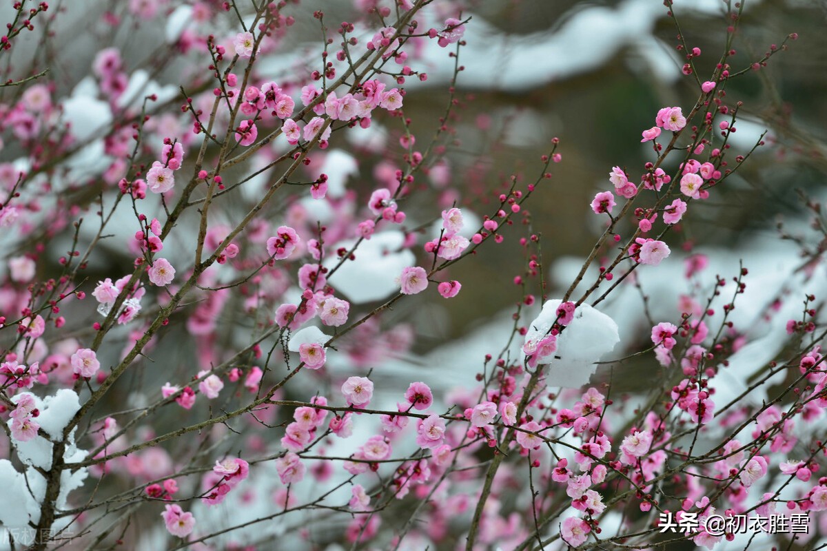 迎年雪梅明麗詩詞七首:雪裡開花白於雪,雪裡梅花次第開