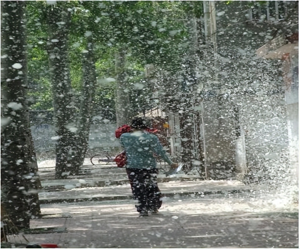 杨絮满天飞,带来4大危害,网友头疼不已:能否全面"禁种"?