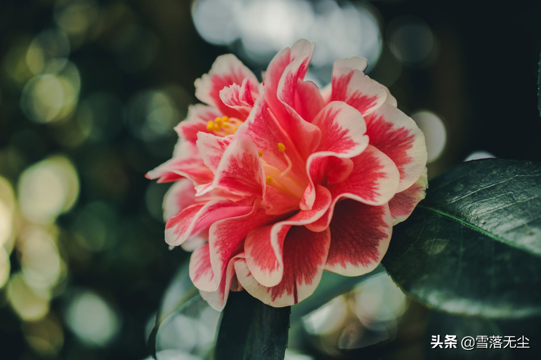 男人如此对你，才是真的把你放在心里了，不会再离开