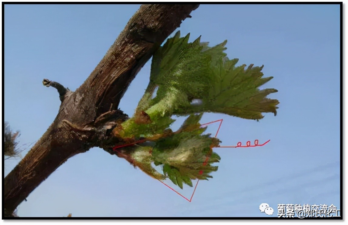 葡萄发芽时间多久（葡萄萌芽期的管理及注意事项）