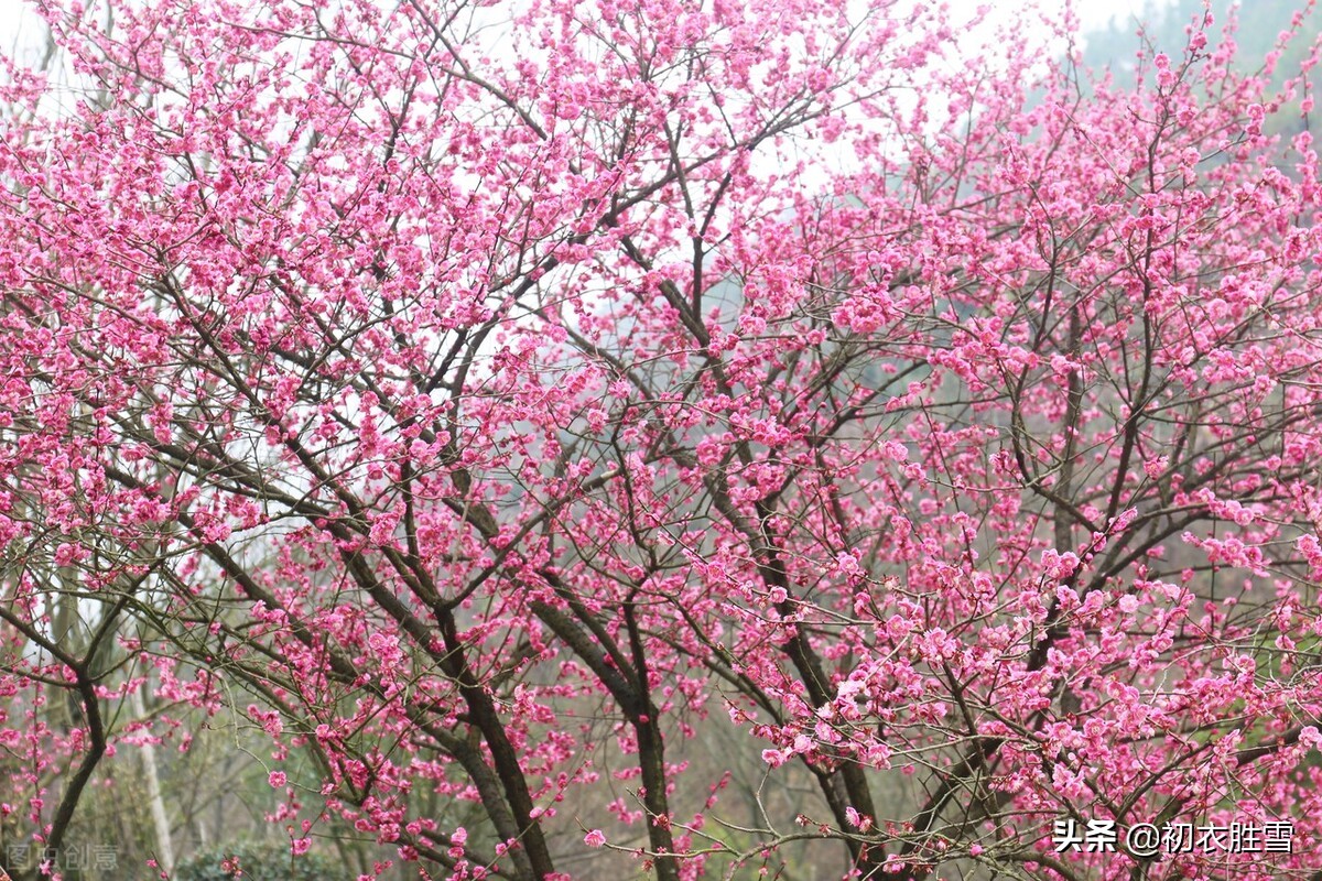 早春梅花盛开美诗六首：初春锦绣铺千树，梅花为梦草为茵