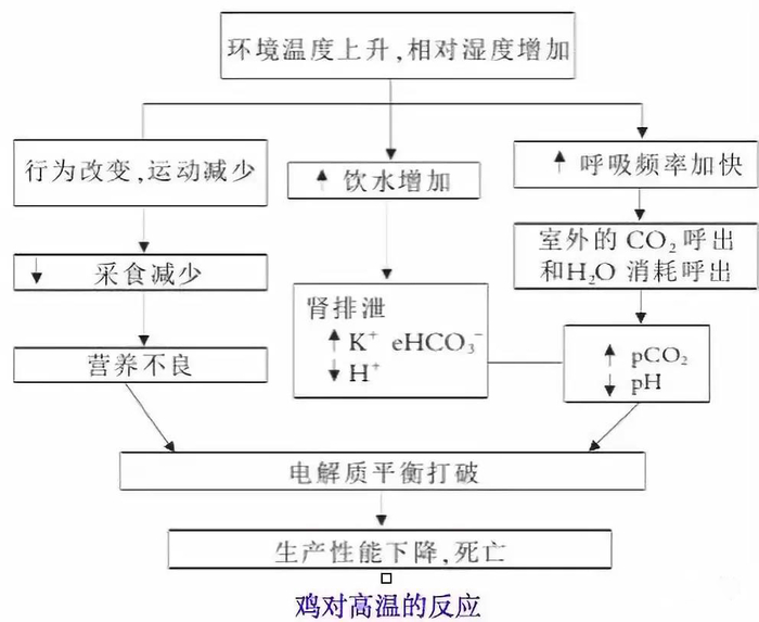 為啥夏季蛋雞腹瀉過料等腸道疾病反復(fù)不斷？一組簡圖帶您看明白