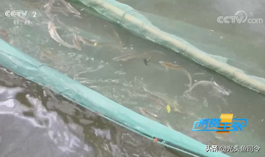 万元一斤的长江刀鱼，人工养殖成功，未来价格能否降到猪肉价？