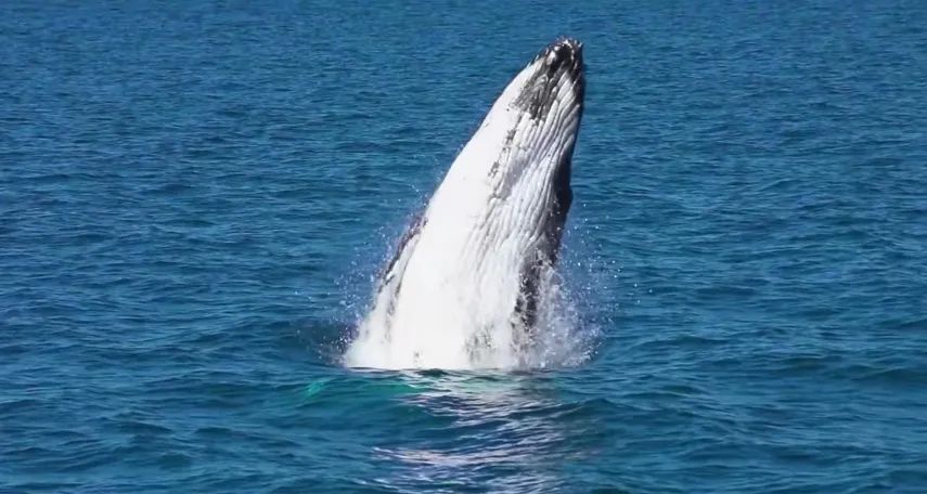 《奇怪的律师禹英雨》：独特又温暖，像深海一样清凉的夏日必看剧