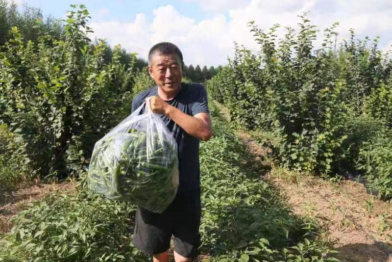 公主岭市绿公主种植专业合作社联合外省市种植庭院辣椒喜获丰收