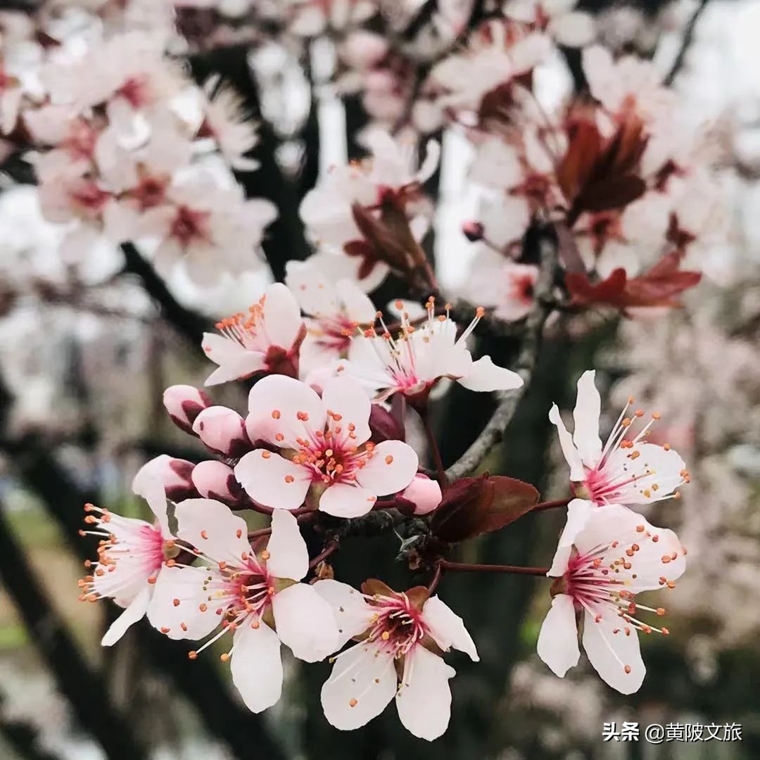 春满古村春风扬，悠悠春日百花香