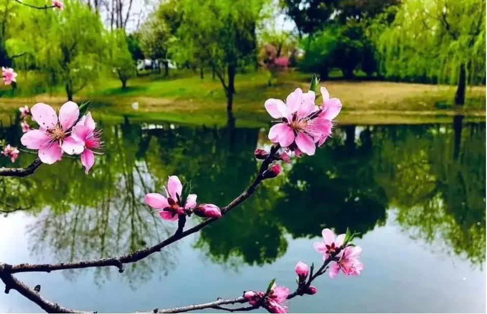 春日诗集-春日正好，莫负好时光，一起来感受诗友笔下的别样春意