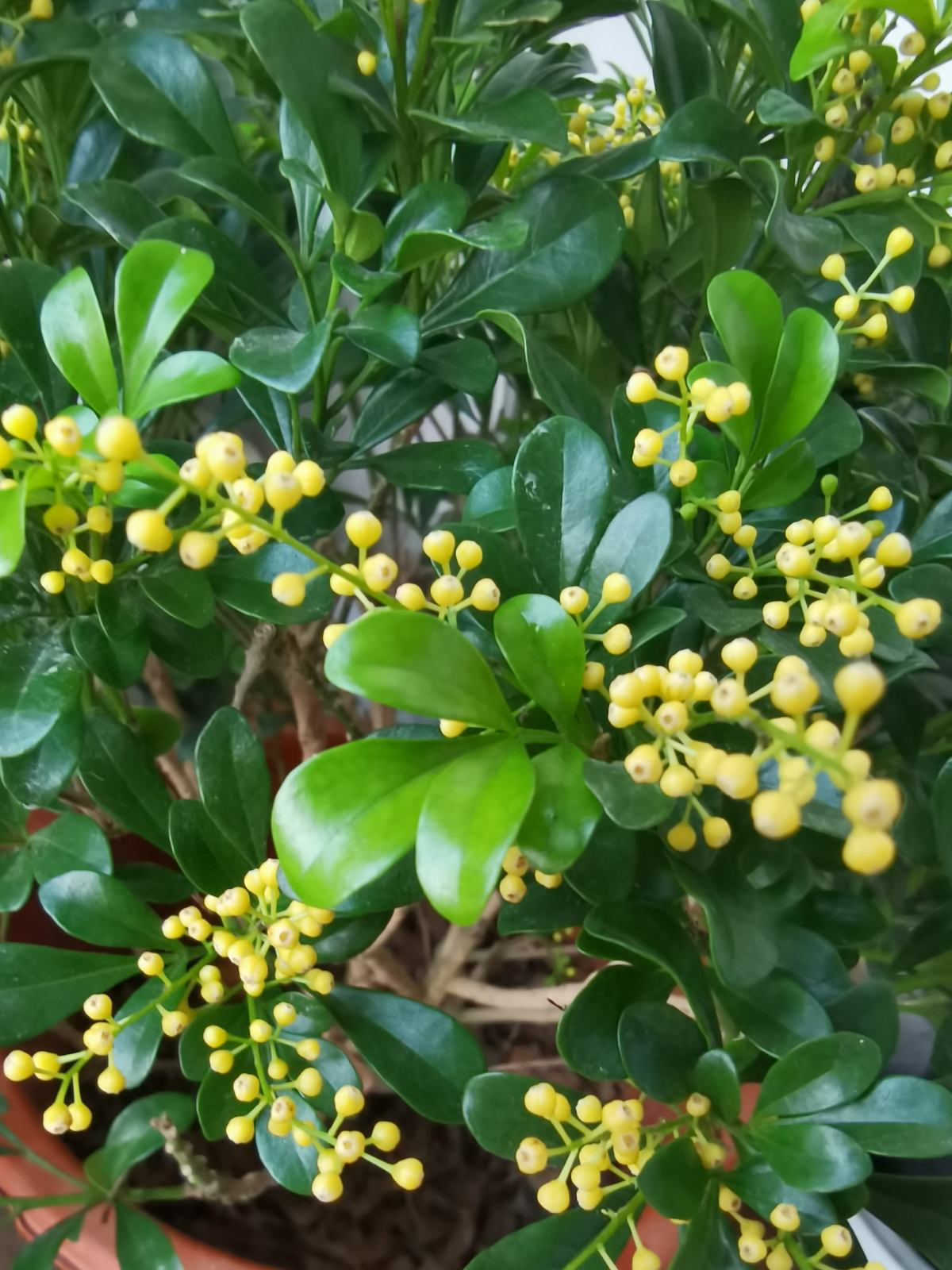 春天常见的花（春天路边爆开花常见的30种花）