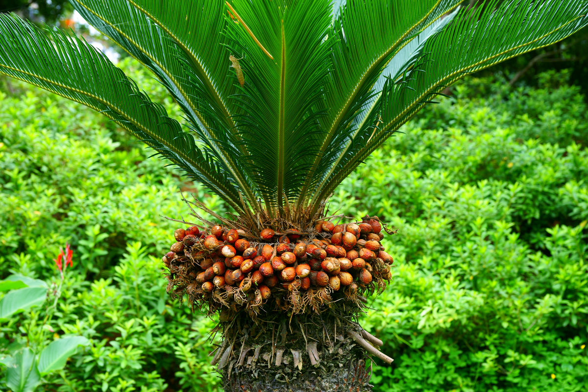 像"玉米棒子"非常漂亮,果实像凤凰蛋,有毒