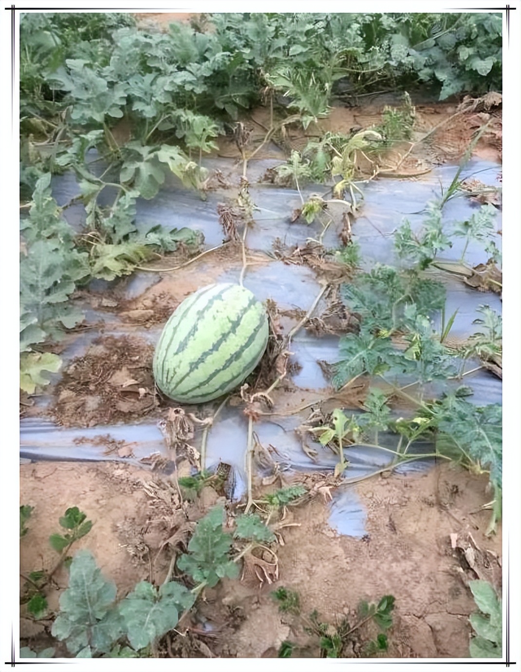 酵素菌技術(shù)破除土壤板結(jié)、解除藥害，讓西瓜增產(chǎn)提質(zhì)