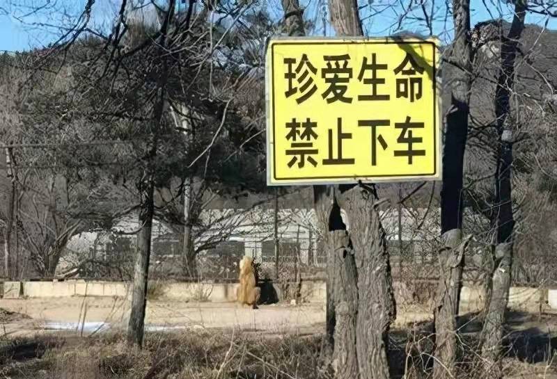 轰动一时的八达岭老虎咬人案：幸存者索赔百万失败，因毁容无工作