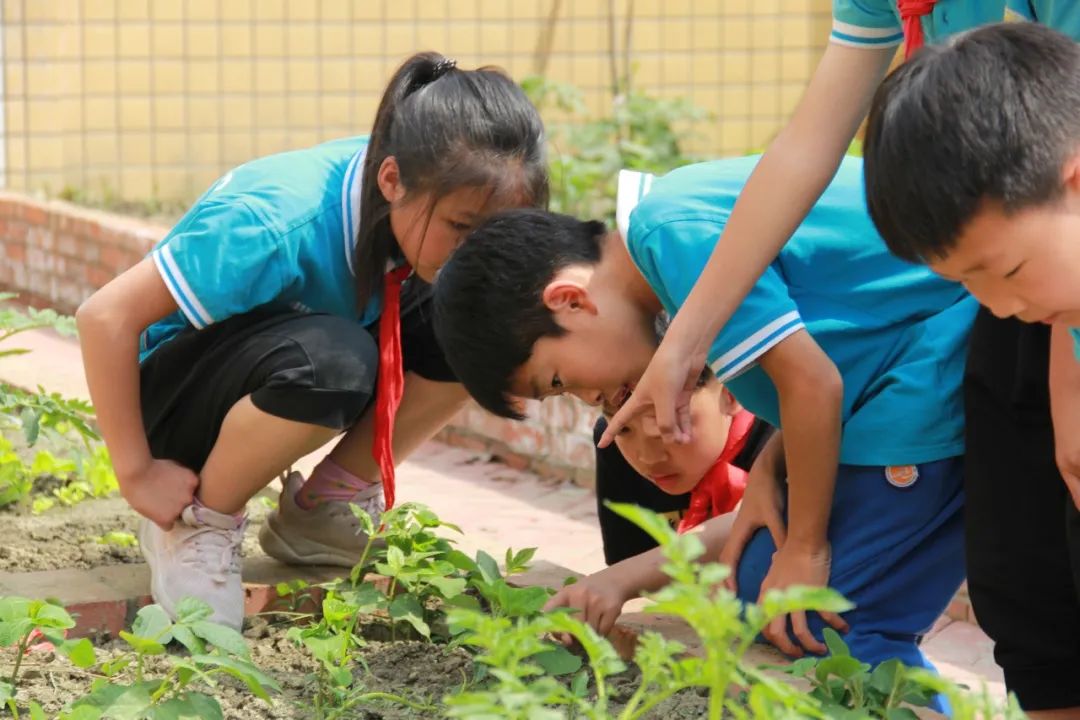 “等风来”不如“迎风去”| 记成都市双流区九江小学劳动教育之路