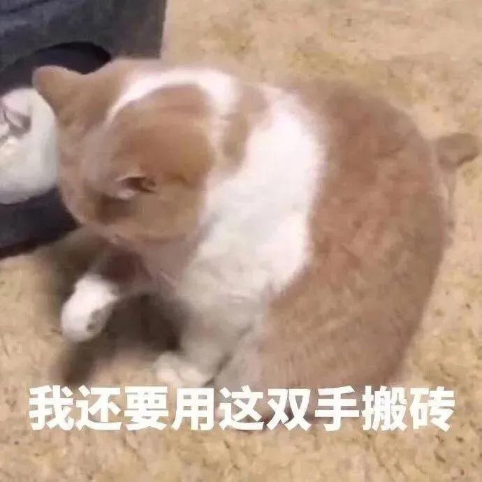 猫咪搞笑表情包