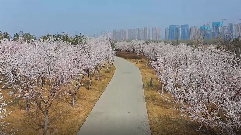 山桃烂漫，花海如潮！太原城市公园面积最大！晋阳湖公园6000株山桃花盛放