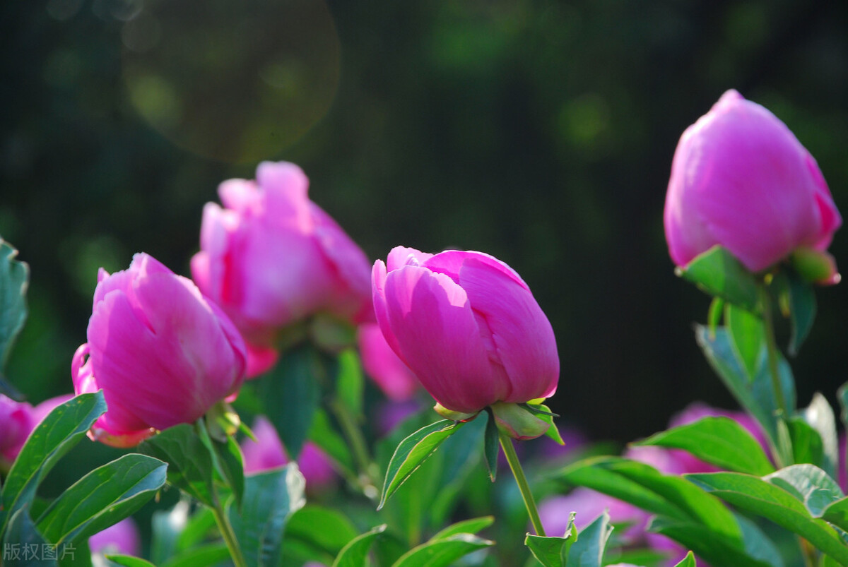 除夕写给最爱的人：想你，念你，一生不变