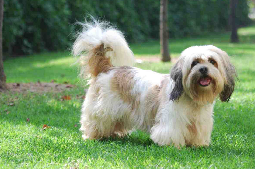 这种犬的寿命并不短,最长寿的能活到20岁,平均也能到15岁,就是说当你