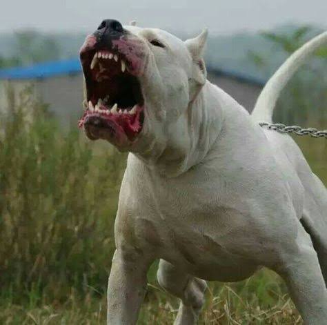 美国比特犬(美国比特犬与杜高犬比拼谁才是狗中之王)