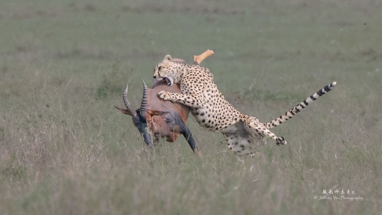 “单反终结者”—尼康Z9 非洲实战测评（二）划时代的对焦能力测评