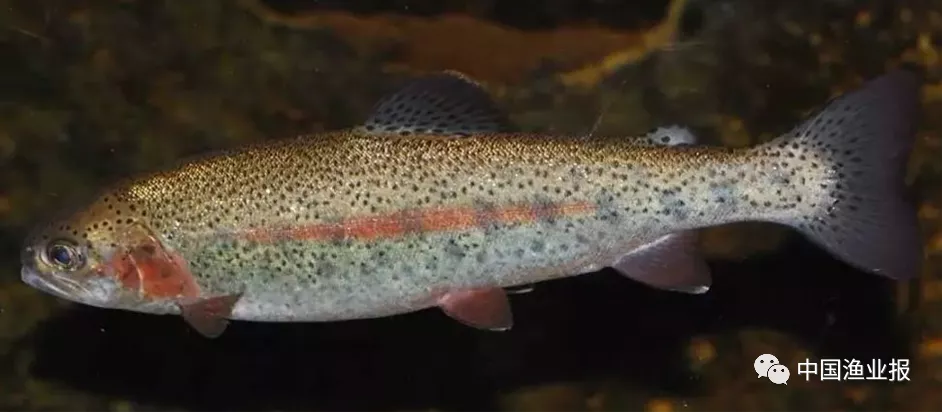 科学放流指南 |(六)禁止放流的常见水生生物外来种、杂交种和选育种