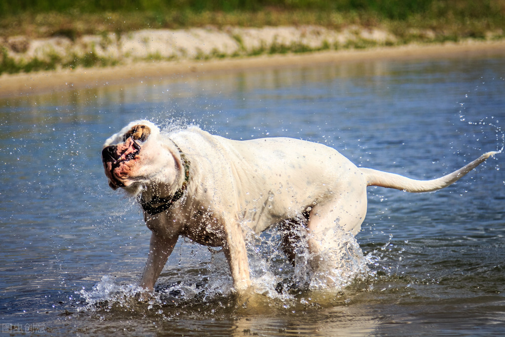 美洲狮对决杜高犬：顶级掠食者与猛犬的生死较量