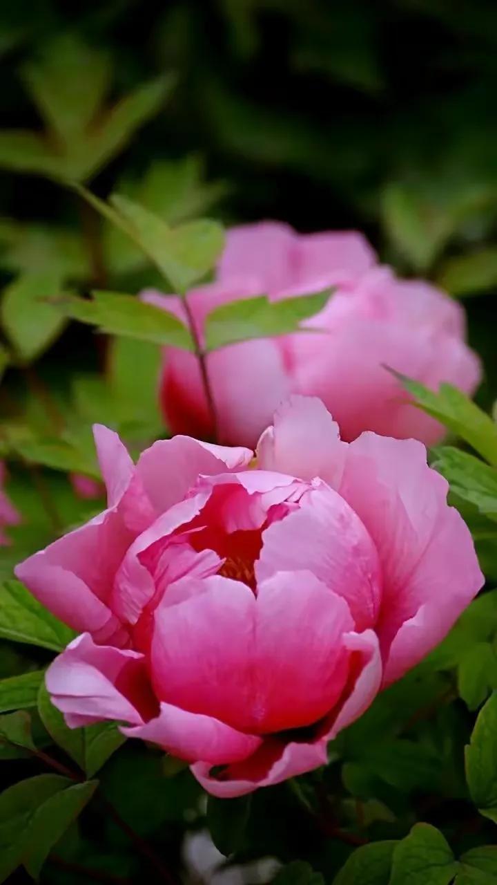 牡丹花图片大全大图高清图片欣赏(洛阳牡丹花儿开了) - 赤虎壹号