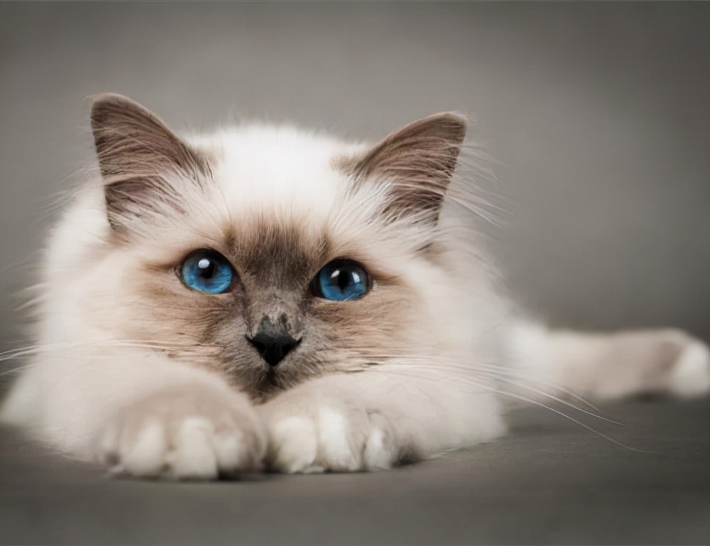 最乖的和最调皮的猫，没有对比就没有伤害，你家猫咪上榜了吗？