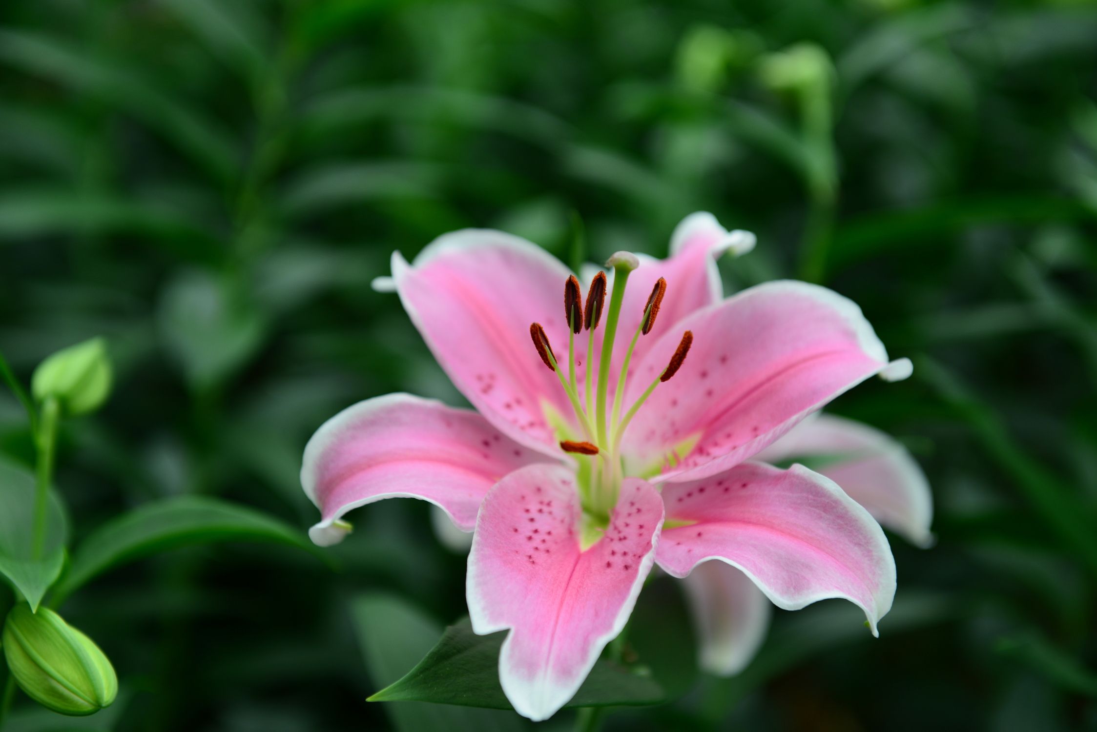 可以食用的花（这些花那些不为人知的秘密）